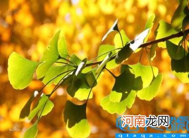 银杏树叶像什么似的比喻句 80句描写大自然的比喻句