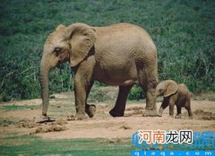 为什么象群首领是母象 雄象主要负责什么