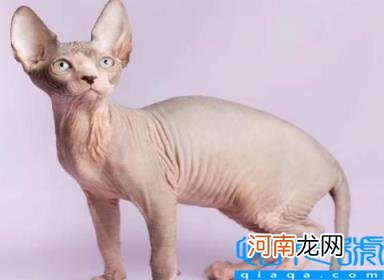 宠物猫的品种及图片 猫咪品种1秒认全