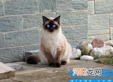 宠物猫的品种及图片 猫咪品种1秒认全