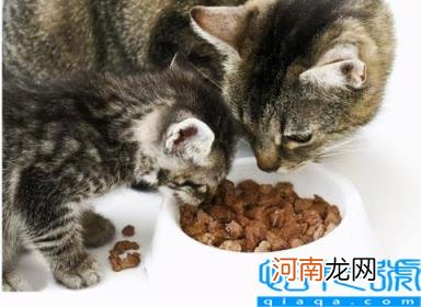 宠物猫的品种及图片 猫咪品种1秒认全