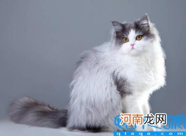 宠物猫的品种及图片 猫咪品种1秒认全