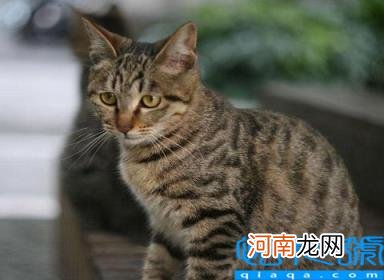 宠物猫的品种及图片 猫咪品种1秒认全