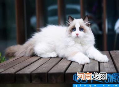 宠物猫的品种及图片 猫咪品种1秒认全