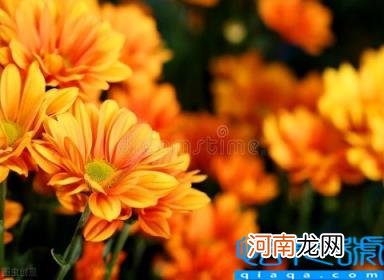 农业种植什么项目前景好挣钱多 推荐农民种植“软黄金”