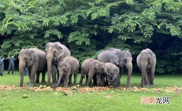 一头大象重多少吨 一头大象重3-8吨