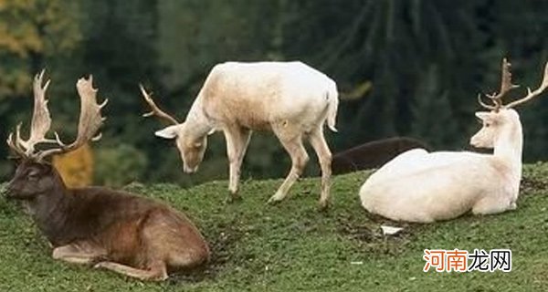 驼鹿是典型的什么动物 驼鹿主要分布在哪里呢