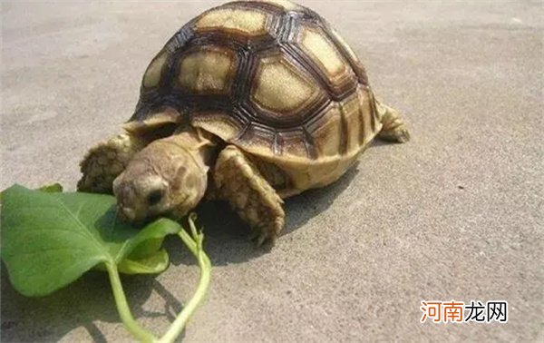怎样让乌龟快速喜欢你 乌龟怎么喂养