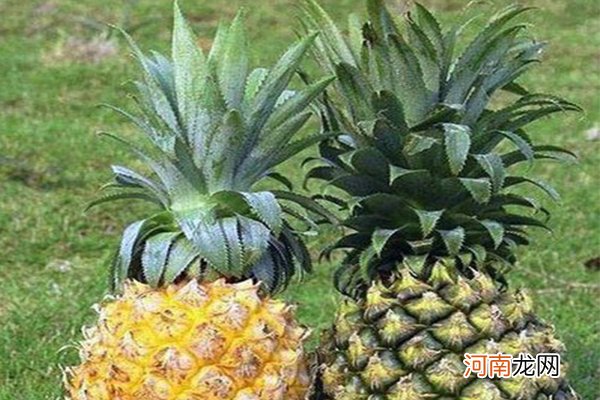 菠萝和凤梨的区别在哪里 菠萝和凤梨是什么水果