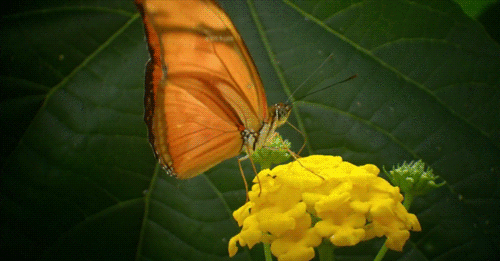 蝴蝶辨别食物味道用身体哪个部位 蝴蝶的味觉器官长在哪