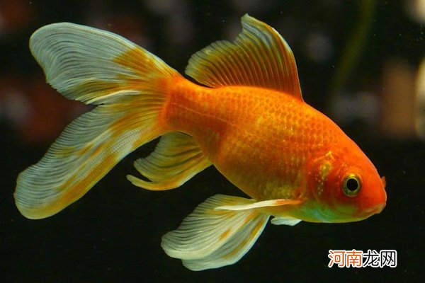 金鱼能活多久 金鱼有多少品种