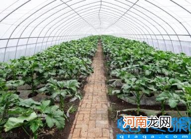 现在种植什么赚钱 亩收入五万的种植行业