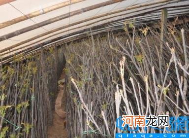 现在种植什么赚钱 亩收入五万的种植行业