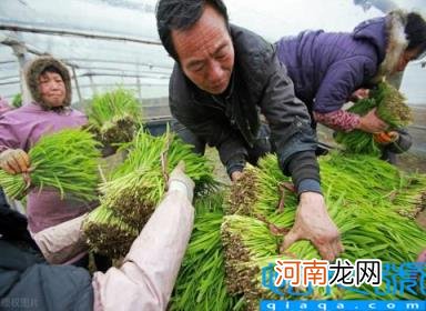 现在种植什么赚钱 亩收入五万的种植行业