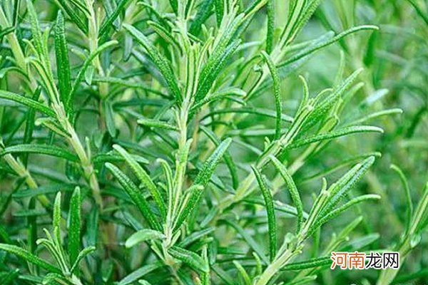 香草是什么植物 香草的相关介绍