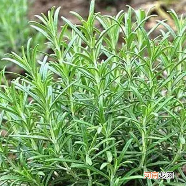 香草是什么植物 香草的相关介绍