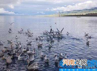 青海湖位于哪个省 青海省5A级景区图片