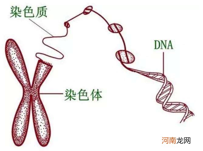 染色体异常怎么办 胚胎检查染色体异常怎么办