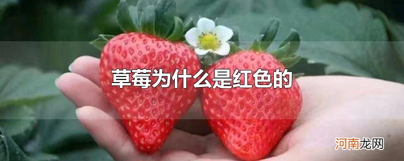 草莓为什么是红色的