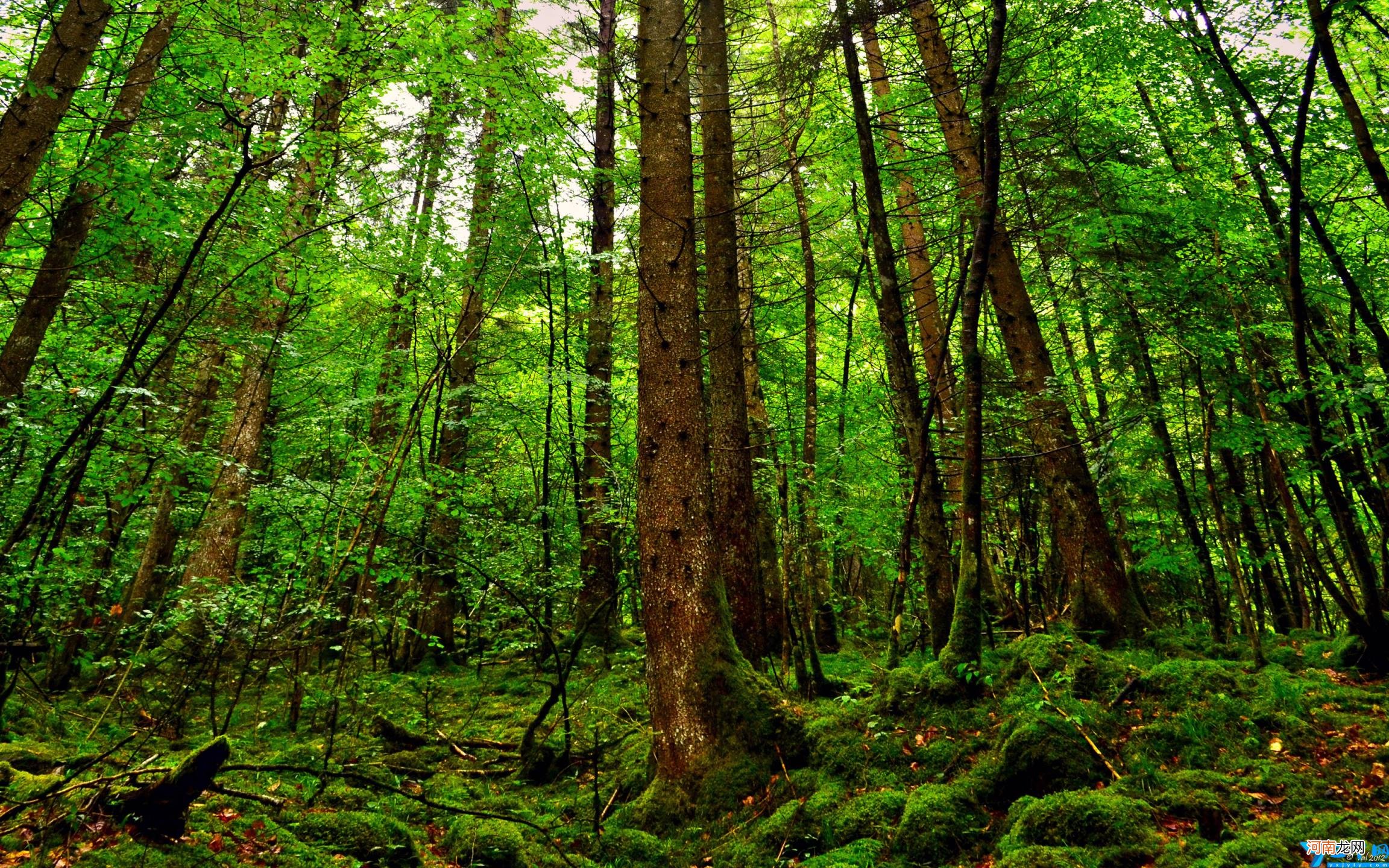 赞美一个人的优美句子