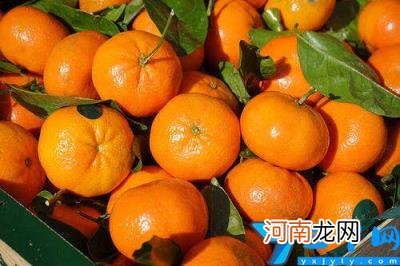 普通桔子皮能做陈皮吗 橘子与桔子有何不同怎么区分-