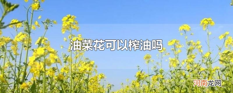 油菜花可以榨油吗