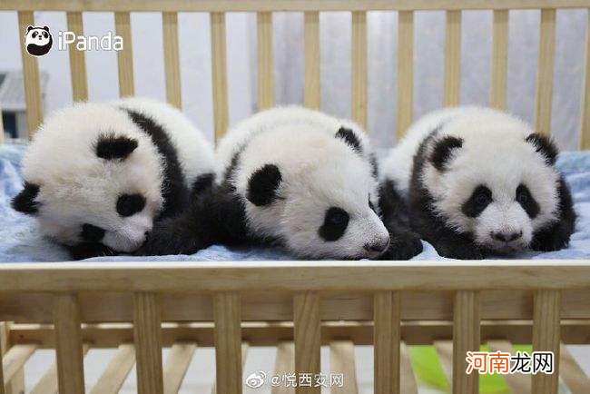 中国有多少大熊猫 中国有多少大熊猫饲养基地