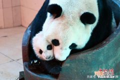 中国有多少大熊猫 中国有多少大熊猫饲养基地