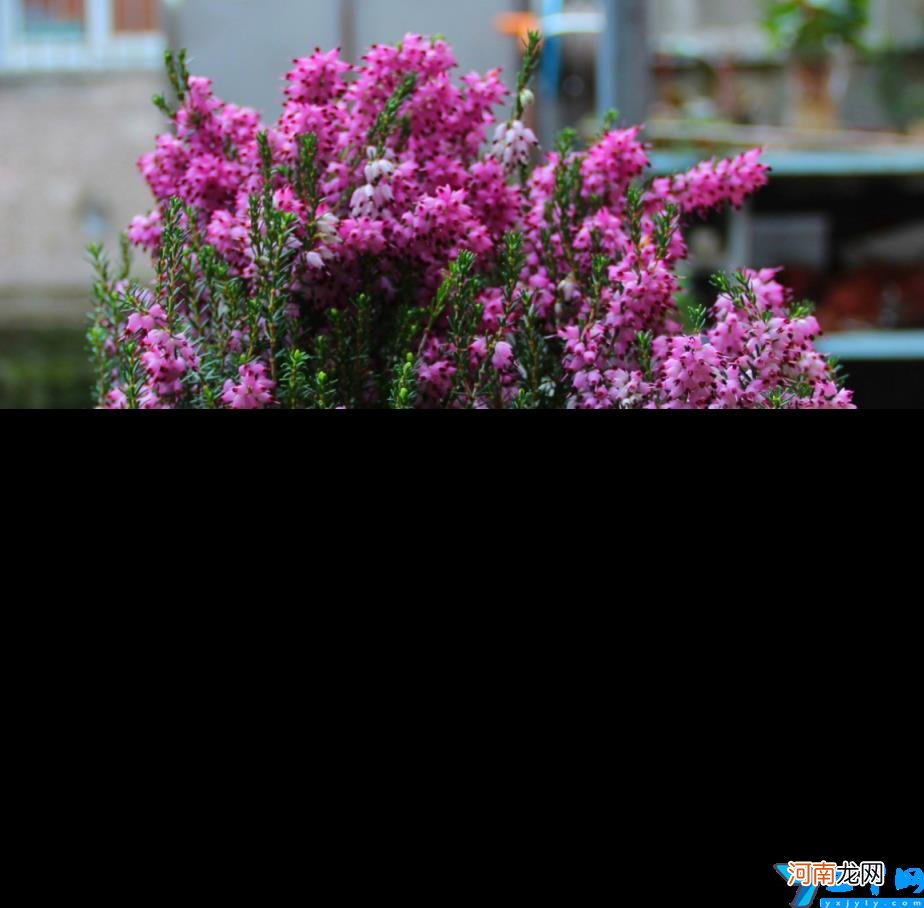 比较名贵的花植物有哪些 什么花最名贵花卉排名