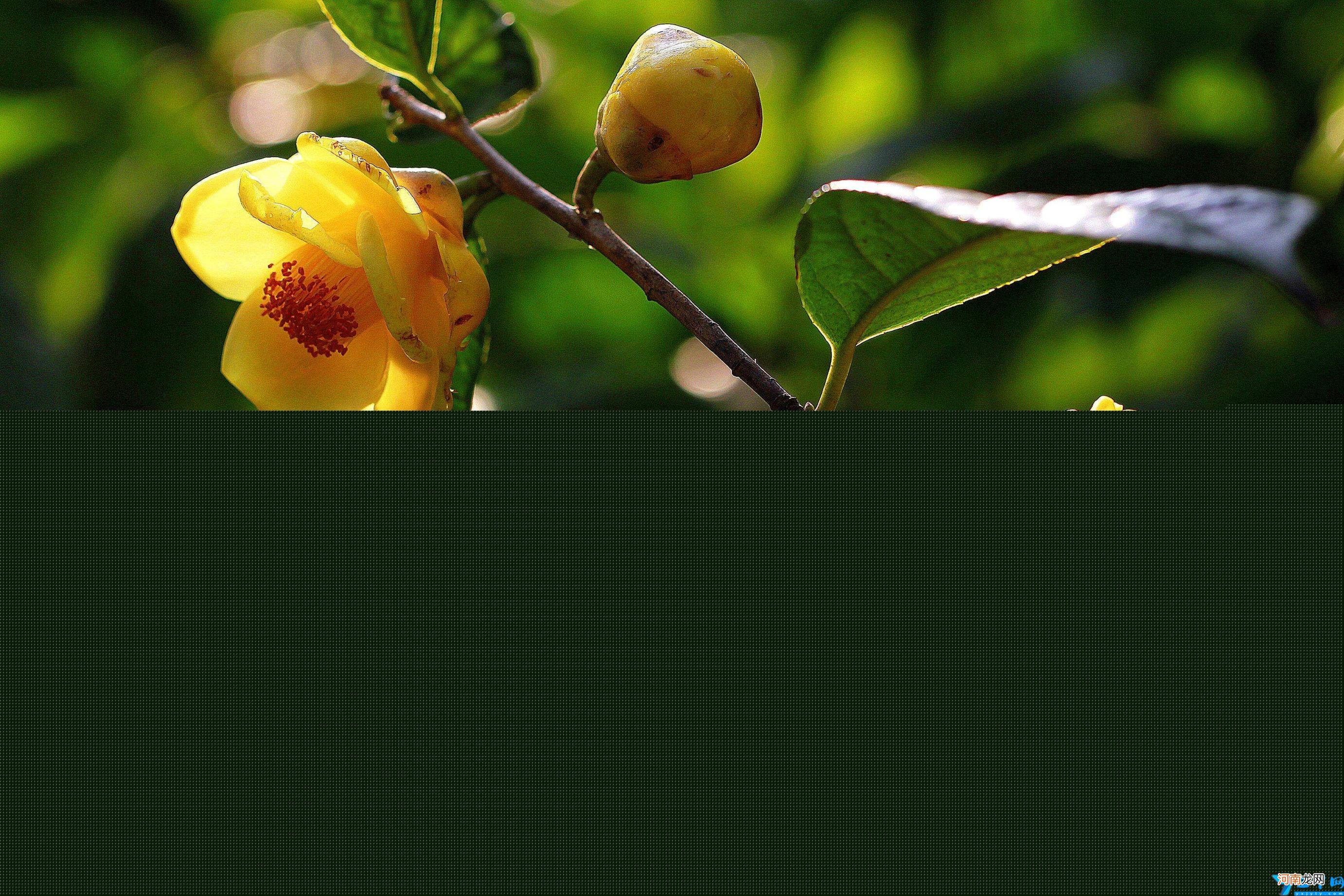 比较名贵的花植物有哪些 什么花最名贵花卉排名