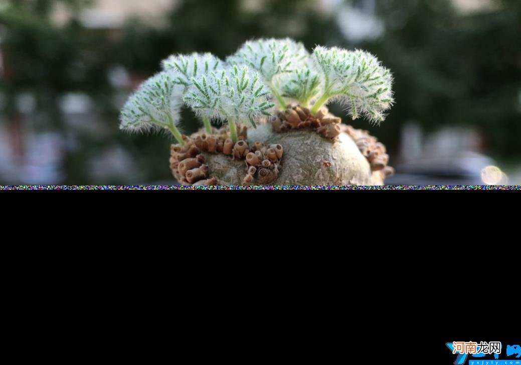 比较名贵的花植物有哪些 什么花最名贵花卉排名