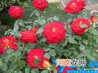 月季花的养殖方法和环境影响 月季花什么时候开