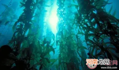 哪种海洋动物|哪种海洋动物是海藻森林的天敌 神奇海洋10月27日答案介绍