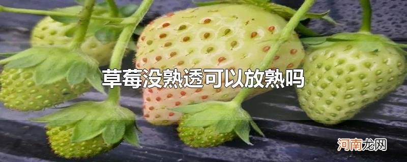 草莓没熟透可以放熟吗