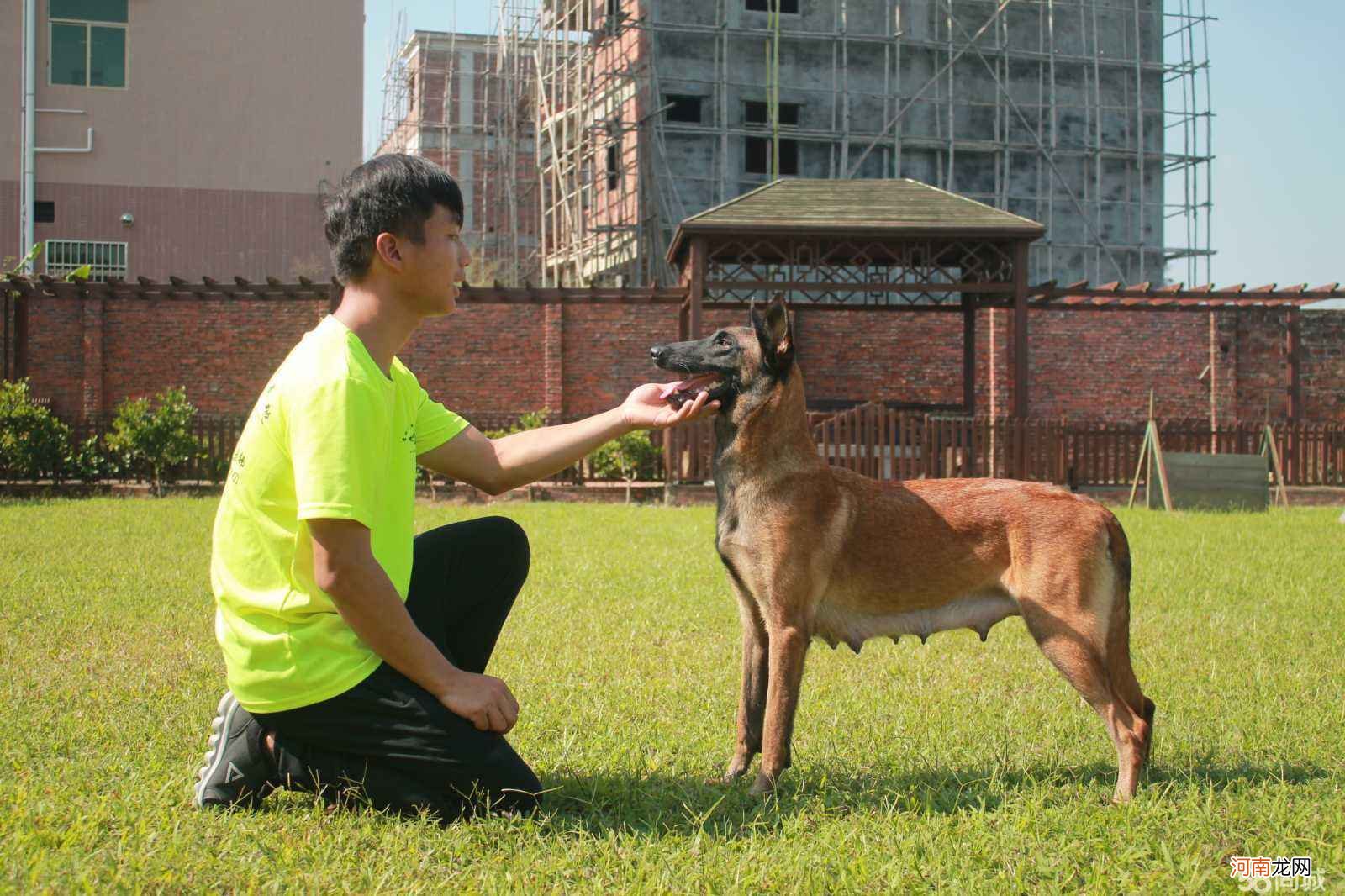 宠物训练多少钱 宠物店训练狗大概多少钱