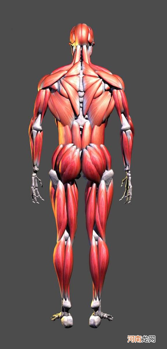 人体有多少块肌肉 人体有多少块骨头?