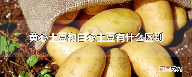 黄心土豆和白心土豆有什么区别