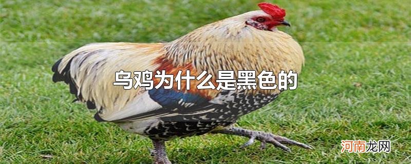 乌鸡为什么是黑色的