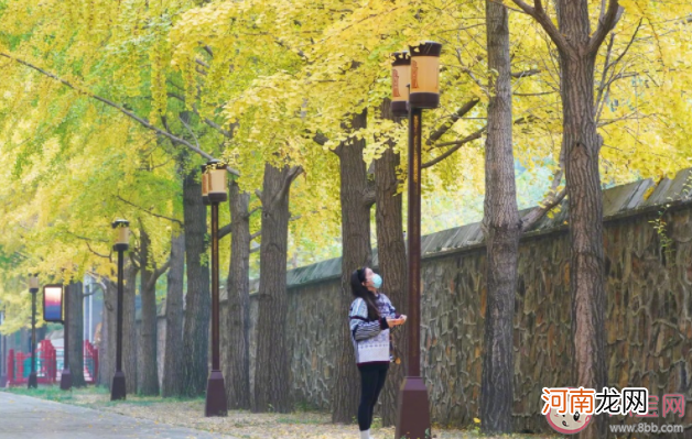 圆明园银杏最佳观赏期|圆明园银杏最佳观赏期来了 在圆明园赏银杏要注意些什么