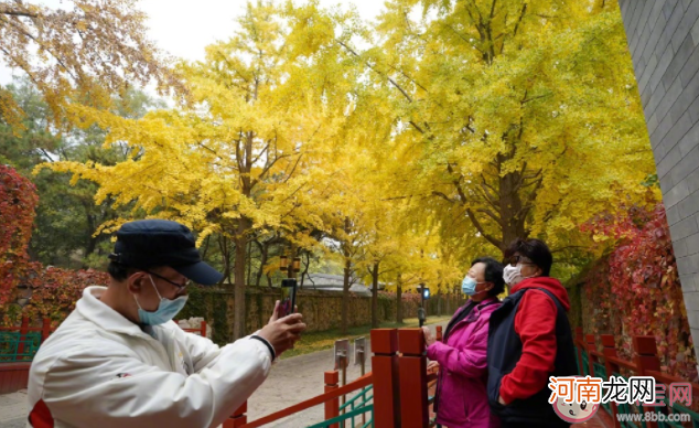 圆明园银杏最佳观赏期|圆明园银杏最佳观赏期来了 在圆明园赏银杏要注意些什么