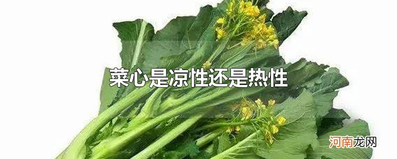 菜心是凉性还是热性