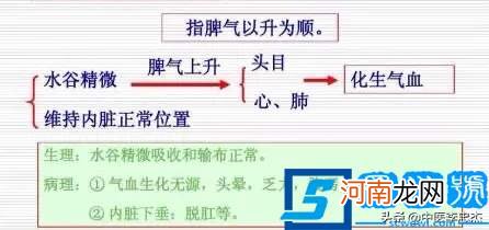 脾的作用和功能是什么？五脏的生理功能——脾脏