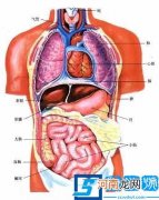 五脏六腑指的是哪些器官?人体五脏六腑器官分布图