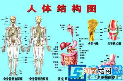 五脏六腑指的是哪些器官?人体五脏六腑器官分布图