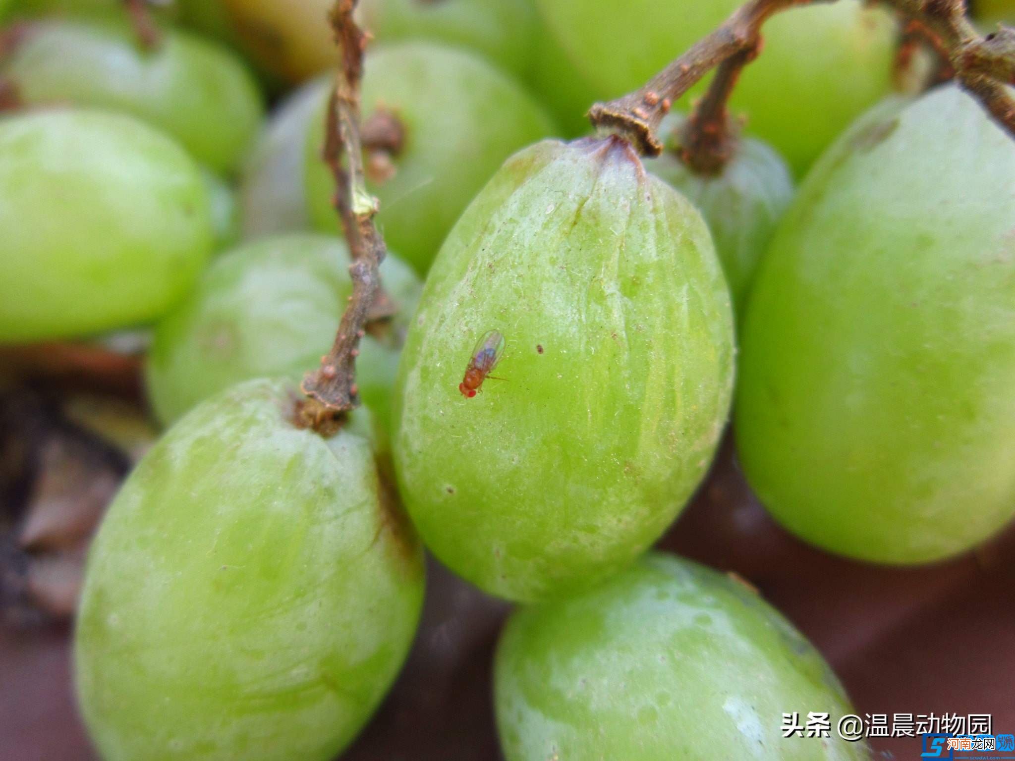 果蝇爱吃水果？消灭果蝇有这些方法