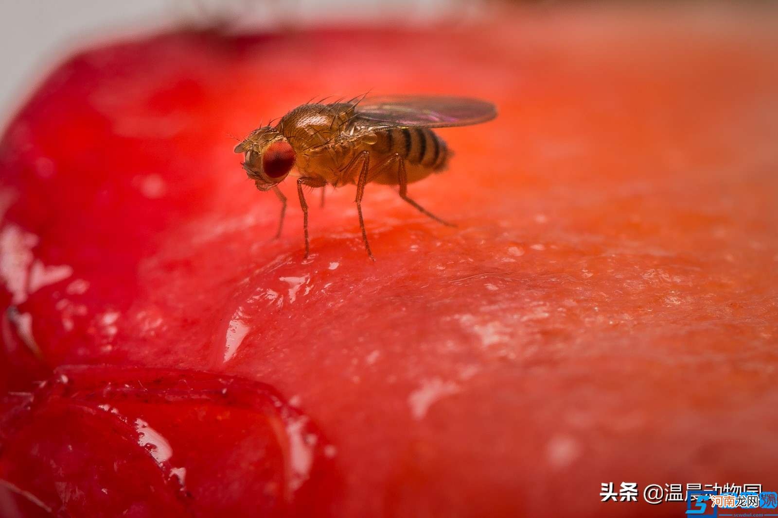 果蝇爱吃水果？消灭果蝇有这些方法