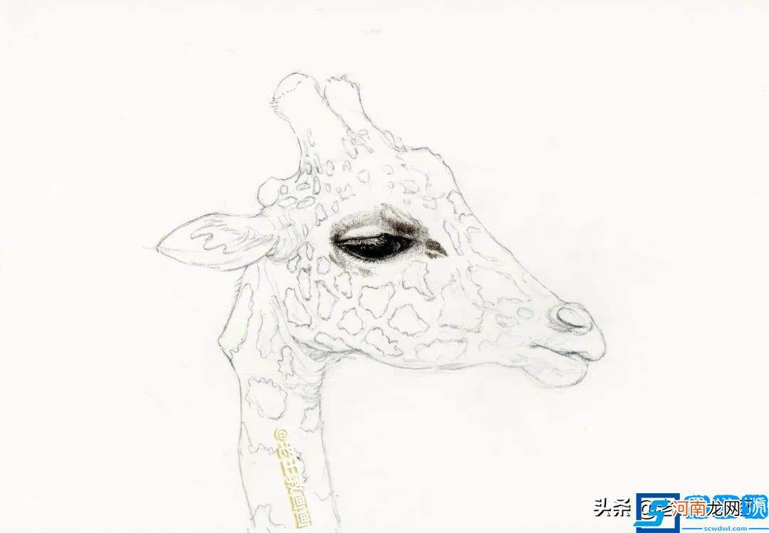 教你画一只长颈鹿 长颈鹿简笔画