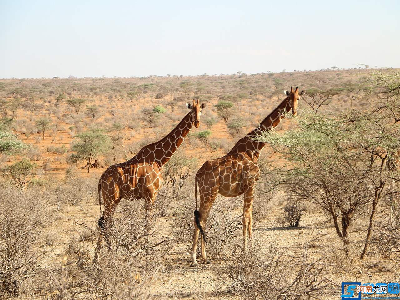 Giraffe长颈鹿 长颈鹿英语