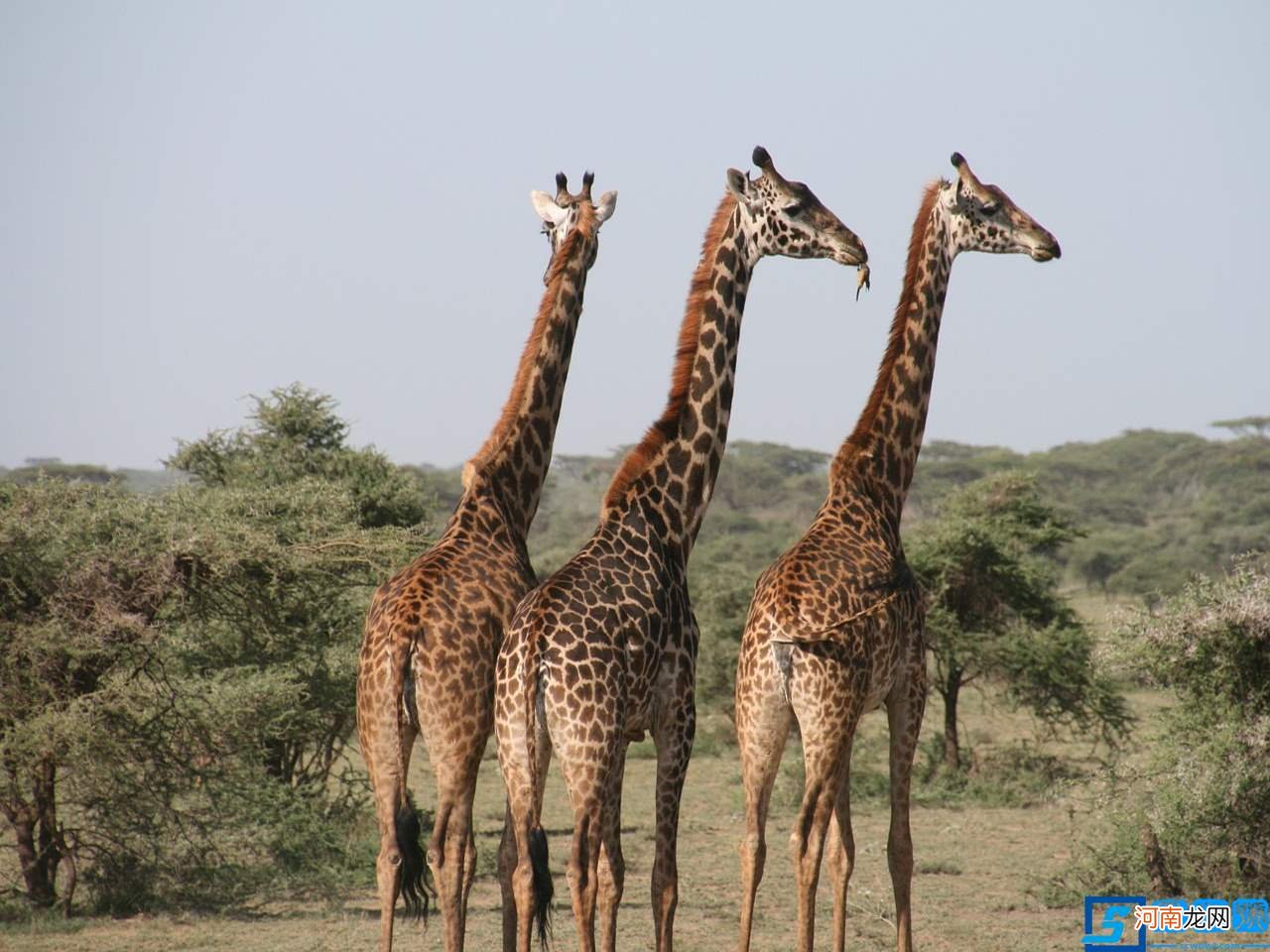 Giraffe长颈鹿 长颈鹿英语
