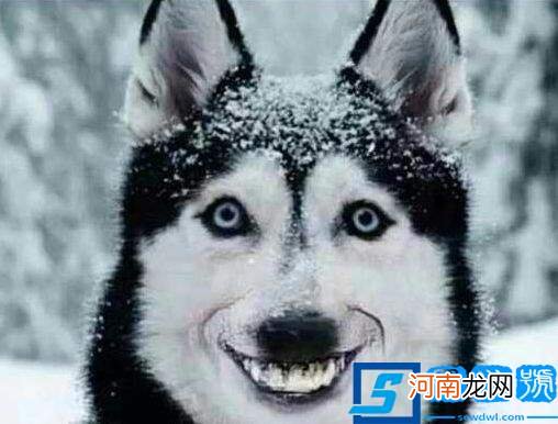 微笑狗的诅咒是真的吗？ 微笑狗图片原图恐怖事件